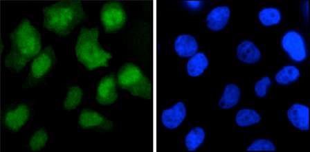 CRISPR/Cas9 Antibody validated in IF