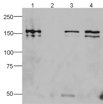 CRISPR/Cas9 Antibody validated in IP