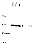 CRISPR/Cas9 Antibody validated in WB 