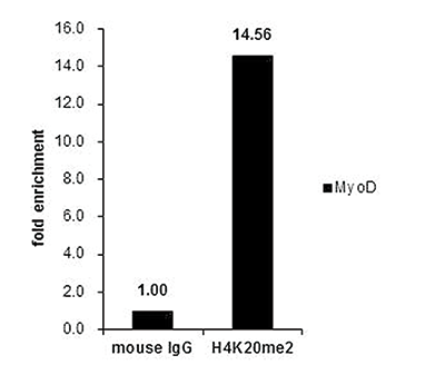 H4K20me2 Antibody ChIP Grade