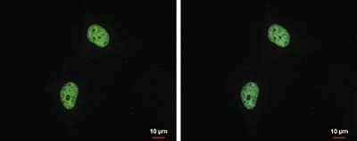 H4K20me2 Antibody validated in Immunofluorescent