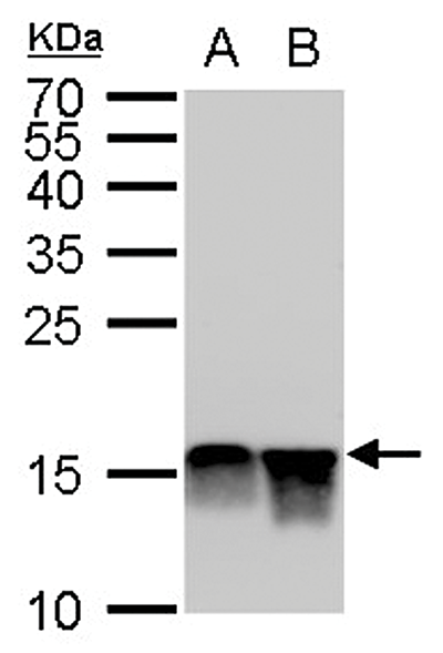 H4K20me2 Antibody validated in Western Blot