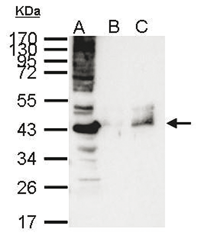 RbAp48 Antibody validated in Immunoprecipitation