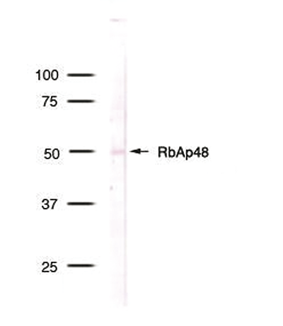 RbAp48 Antibody validated in Western Blot