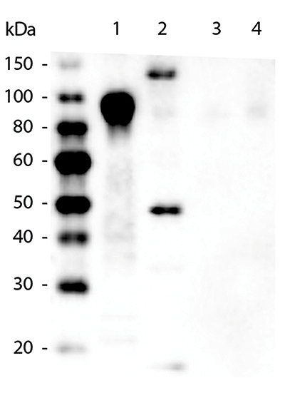 Western Blot