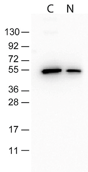 Western Blot