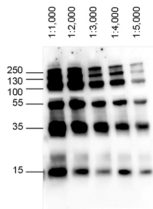 WB figure 1