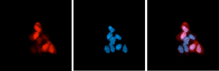 CRISPR/Cas9 Antibody for IF