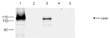 CRISPR/Cas9 Antibody validated in IP