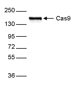 CRISPR/Cas9 Antibody for Western blot