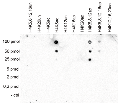 H4K8ac Antibody validated in Dot Blot