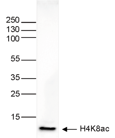 H4K8ac Antibody validated in Western Blot