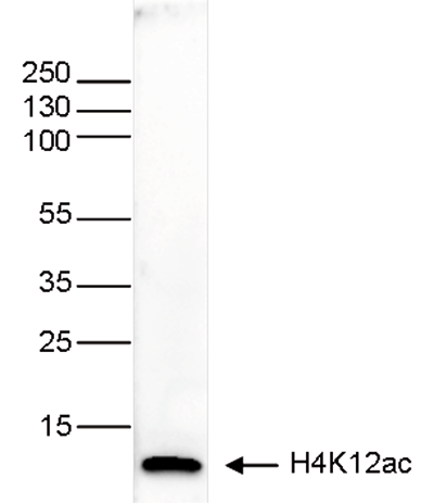 H4K12ac Antibody validated in Western Blot