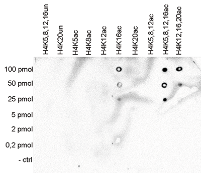 H4K12ac Antibody validated in Dot Blot