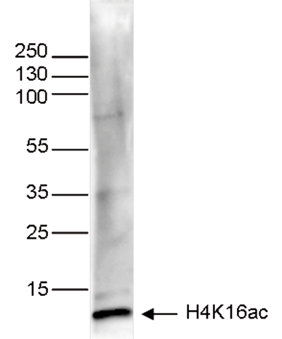 H4K12ac Antibody validated in Western Blot