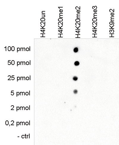 H4K20me2 Antibody validated in Dot Blot