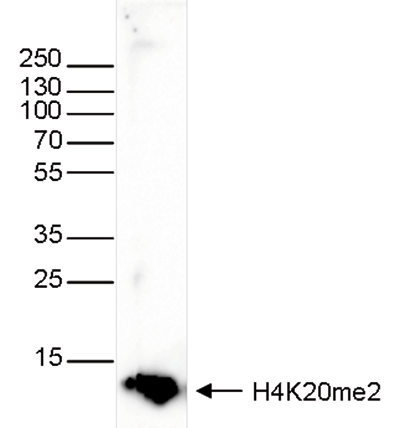 H4K20me2 Antibody validated in Western Blot