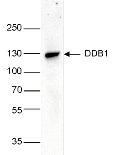 Western Blot