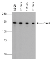 Western Blot