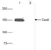 Western Blot