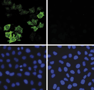 CRISPR/Cas9 Antibody for Immunofluorescence