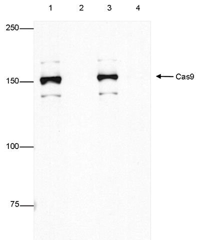 CRISPR/Cas9 Antibody for Immunoprecipitation