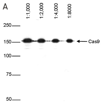 CRISPR/Cas9 Antibody for Western Blot 