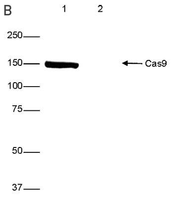 CRISPR/Cas9 Antibody for Western Blot 