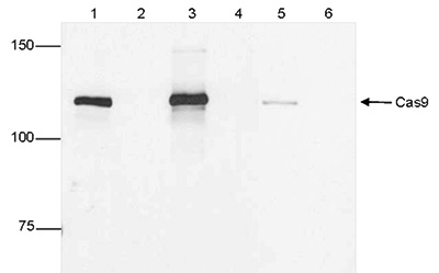 CRISPR/Cas9 Antibody validated in IP