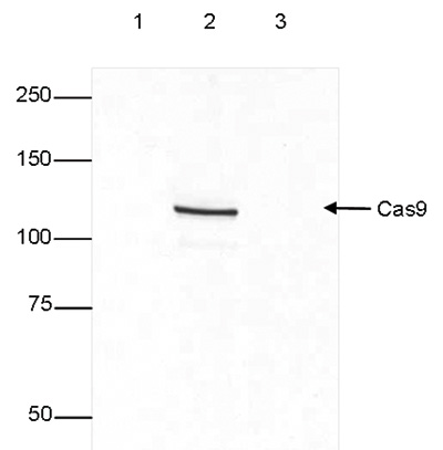 CRISPR/Cas9 Antibody validated in WB 