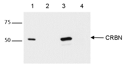 CRBN Antibody validated in Immunoprecipitation