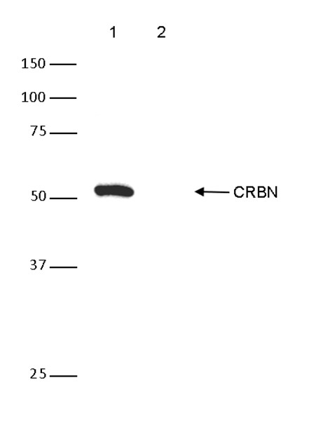 CRBN Antibody validated in Western Blot