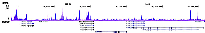 H2A.ZK7ac Antibody for ChIP-seq assay