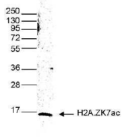 H2A.ZK7ac Antibody validated in Western Blot