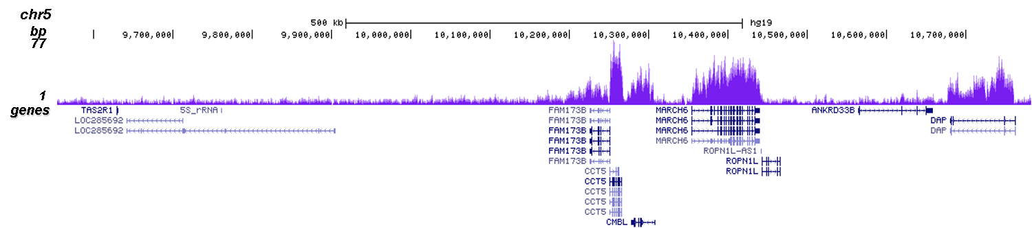 H3K36me3 Antibody validated in ChIP-seq