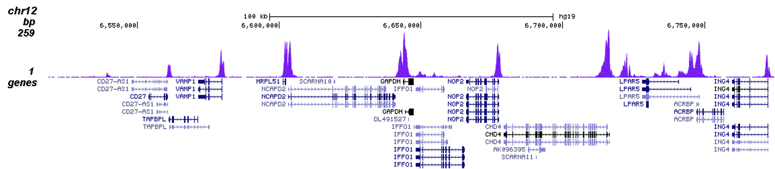 H3K9ac Antibody for ChIP-seq assay