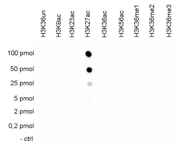 H3K27ac Antibody validated in  Dot Blot