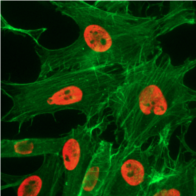 H3K27ac Antibody validated in Immunofluorescence