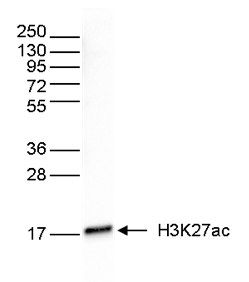 H3K27ac Antibody validated in Western blot