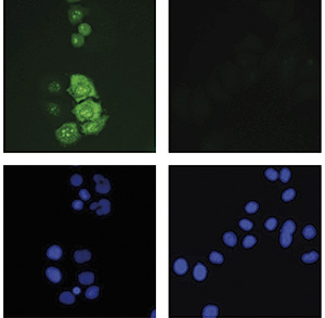 CRISPR/Cas9 C-terminal Antibody validated in  Immunofluorescence