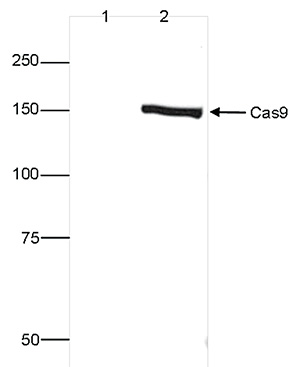 CRISPR/Cas9 C-terminal Antibody validated in Western Blot