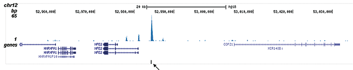 ETO Antibody validated in ChIP-seq 