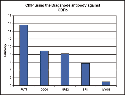 CBFb Antibody ChIP Grade