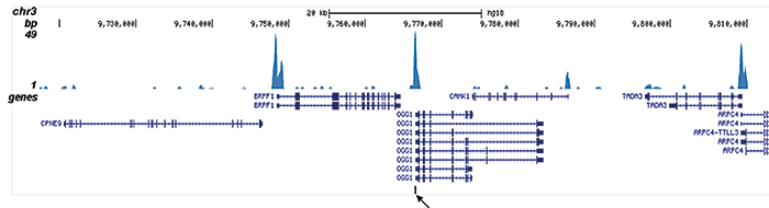 CBFb Antibody for ChIP-seq 