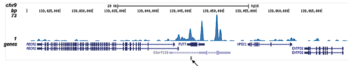 CBFb Antibody for ChIP-seq assay