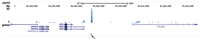 CBFb Antibody validated in ChIP-seq 