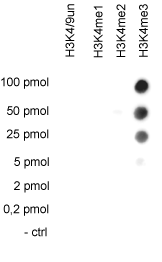 H3K4me3 Antibody validated in Dot Blot 