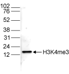 H3K4me3 Antibody validated in Western Blot 