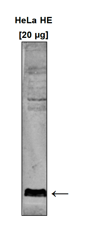 H3K9me3 Antibody validated in Western Blot