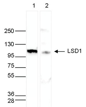 Western blot